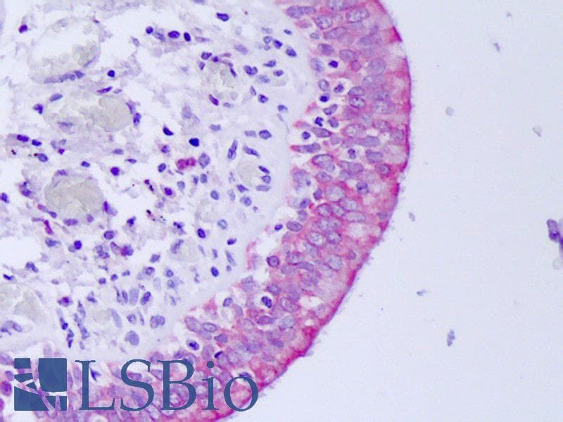 IHC-plus™ DEFB1 / BD-1 Antibody