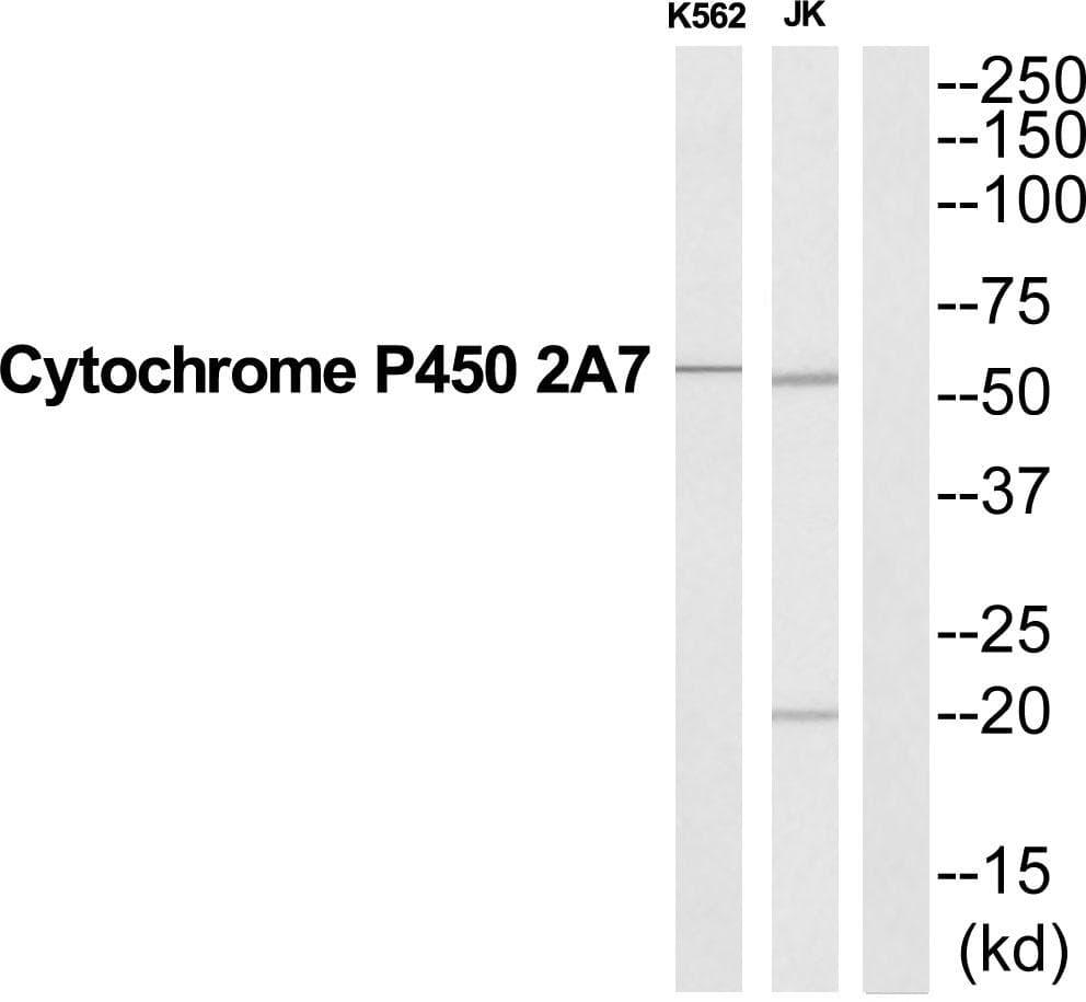 CYP2A7 Antibody