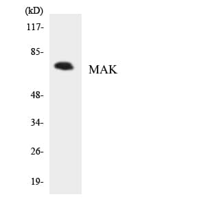MAK Antibody (aa104-153)
