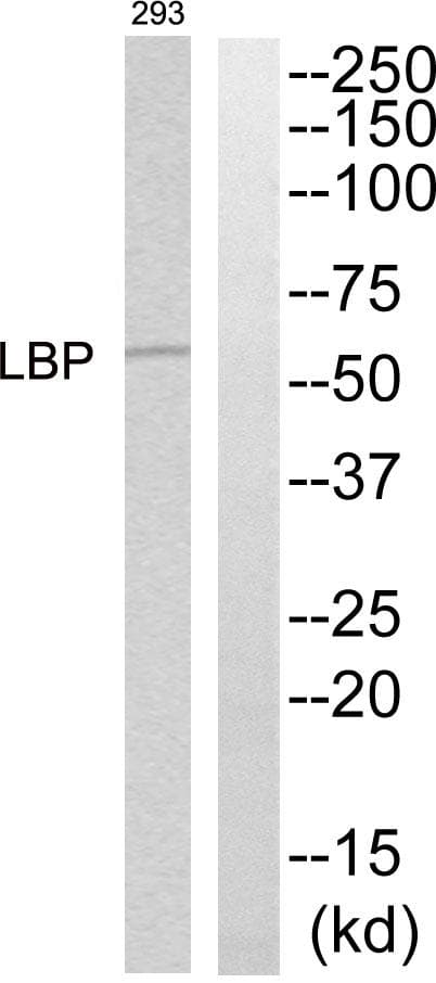 Polyclonal Rabbit anti-Human LBP Antibody (WB)