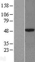CPA3 Protein (Over-Expression Lysate Myc-DDK (Flag))