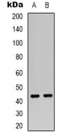 VN1R2 Antibody (Internal)
