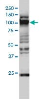 GTF3C2 Antibody (clone 1C6-2B8)