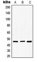 GSK3B / GSK3 Beta Antibody (phospho-Ser9)