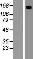 MST1R / RON Protein (Over-Expression Lysate Myc-DDK (Flag))