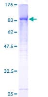 Human RECQL4 Protein (Recombinant GST)