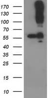 CDCP1 Antibody (clone 2C1, Carrier-free)