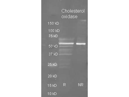 choD Antibody (Lyophilized, Biotin)