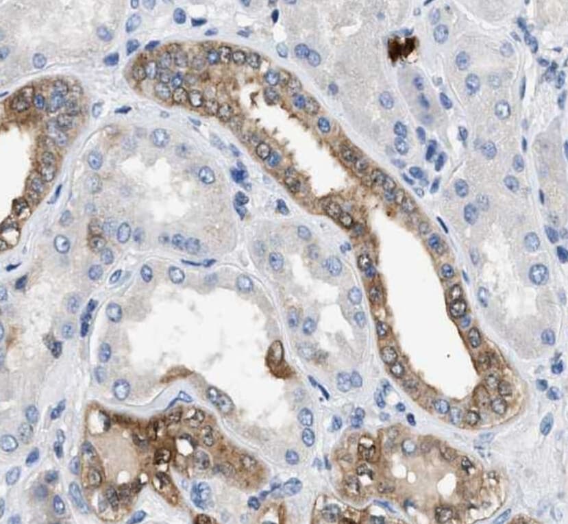 ANXA3 / Annexin A3 Antibody