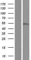 CDC25C Protein (Over-Expression Lysate Myc-DDK (Flag))