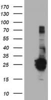 FGF21 Antibody (aa29-209, clone OTI2E2, Carrier-free)