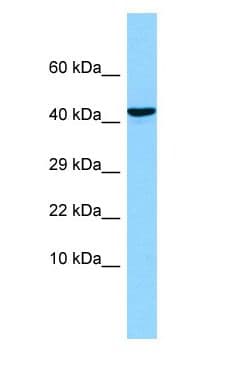 OLFM1 Antibody (aa33-82)