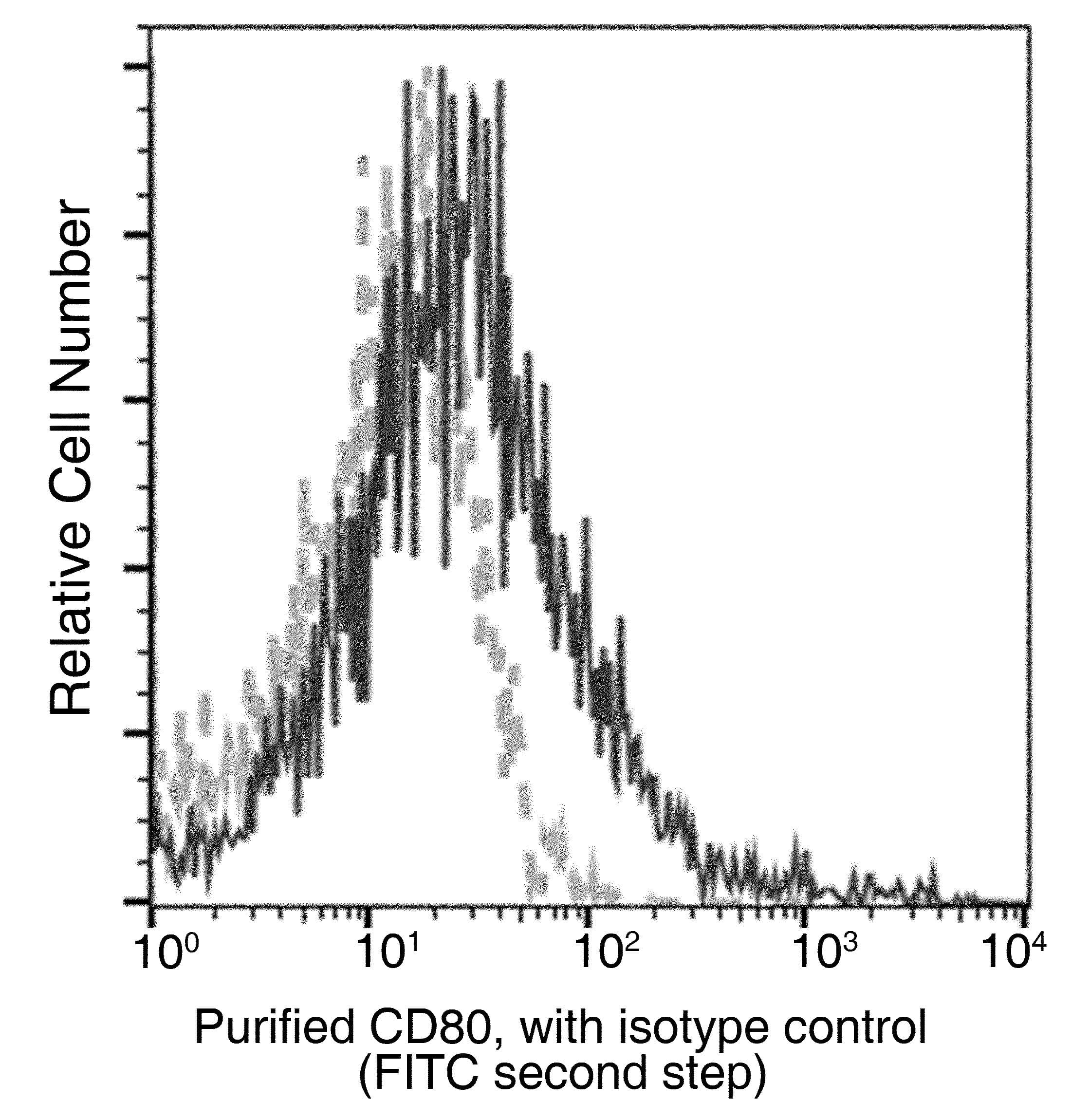 CD80 Antibody (clone 009, Preservative Free)
