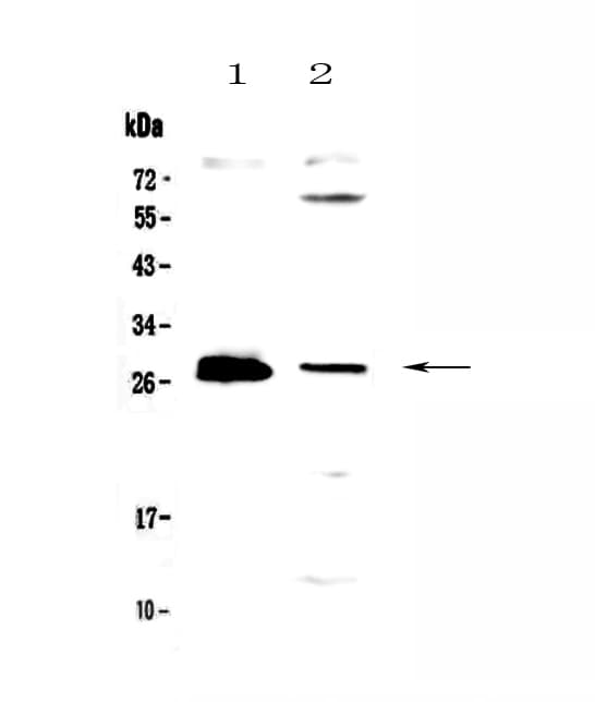 TNFSF12 / TWEAK Antibody