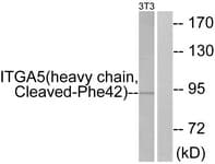 ITGA5/Integrin Alpha 5/CD49e Antibody (aa23-72)