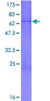 Human B4GALT3 Protein (Recombinant GST)