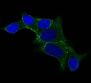 ODC1 / Ornithine Decarboxylase Antibody (clone ODC1/487)
