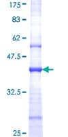 Human GRIN2B / NMDAR2B / NR2B Protein (Recombinant GST, N-terminus)