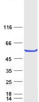 Human SR Protein / RNPS1 (Recombinant Myc-DDK (Flag))