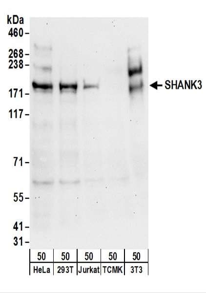 Polyclonal Rabbit anti-Human SHANK3 Antibody (aa1475-1525, WB)