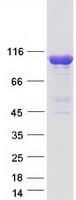 Human INPP4A Protein (Recombinant Myc-DDK (Flag))