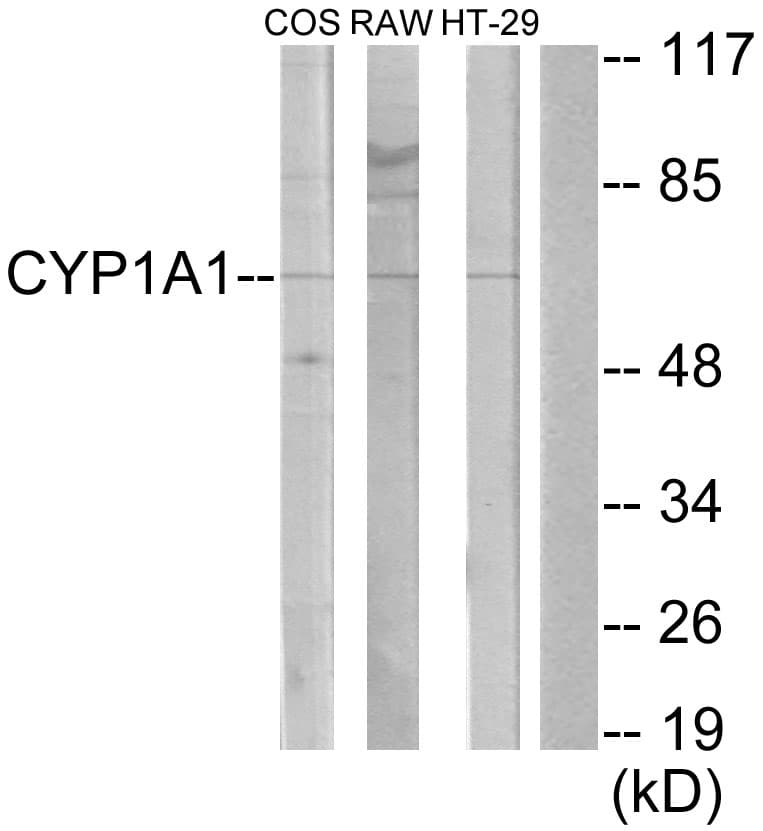 Polyclonal Rabbit anti-Human Cytochrome P450 CYP1A1/2 Antibody (aa71-120, WB)