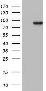 HDAC9 Antibody (aa181-460, clone OTI6G4)