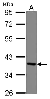 EEF1D Antibody