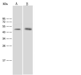 SGK1 / SGK Antibody (Preservative Free)