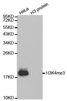 Histone H3 Antibody (Tri-Methyl-Lys4)