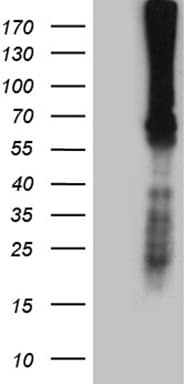 F10 / Factor X Antibody (aa41-488, clone OTI1D12, Carrier-free)