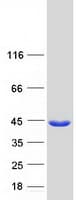Human SGTB Protein (Recombinant Myc-DDK (Flag))