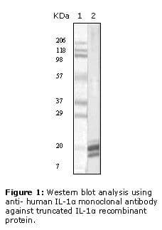 IL1A / IL-1 Alpha Antibody (clone 1F3B3)