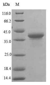 Human BAG6 / G3 / Scythe Protein (Recombinant 10His, N-terminus + Myc, C-terminus)