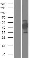 CT47A9 Protein (Over-Expression Lysate Myc-DDK (Flag))