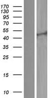 KCNQ2 Protein (Over-Expression Lysate Myc-DDK (Flag))
