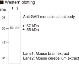 GAD1 / GAD67 Antibody (clone 9A6)