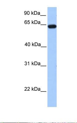 ZNF296 / ZNF342 Antibody (aa171-220)