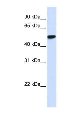 WDR4 Antibody (aa36-85)
