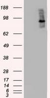 BRAF / B-Raf Antibody (clone OTI3A7)
