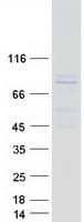 Human ARNTL / BMAL1 Protein (Recombinant Myc-DDK (Flag))