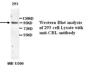 c-CBL Antibody (Internal)
