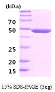 Human ENO2 / NSE Protein (Recombinant)
