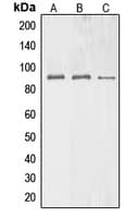 BAG3 / BAG-3 Antibody (Internal)