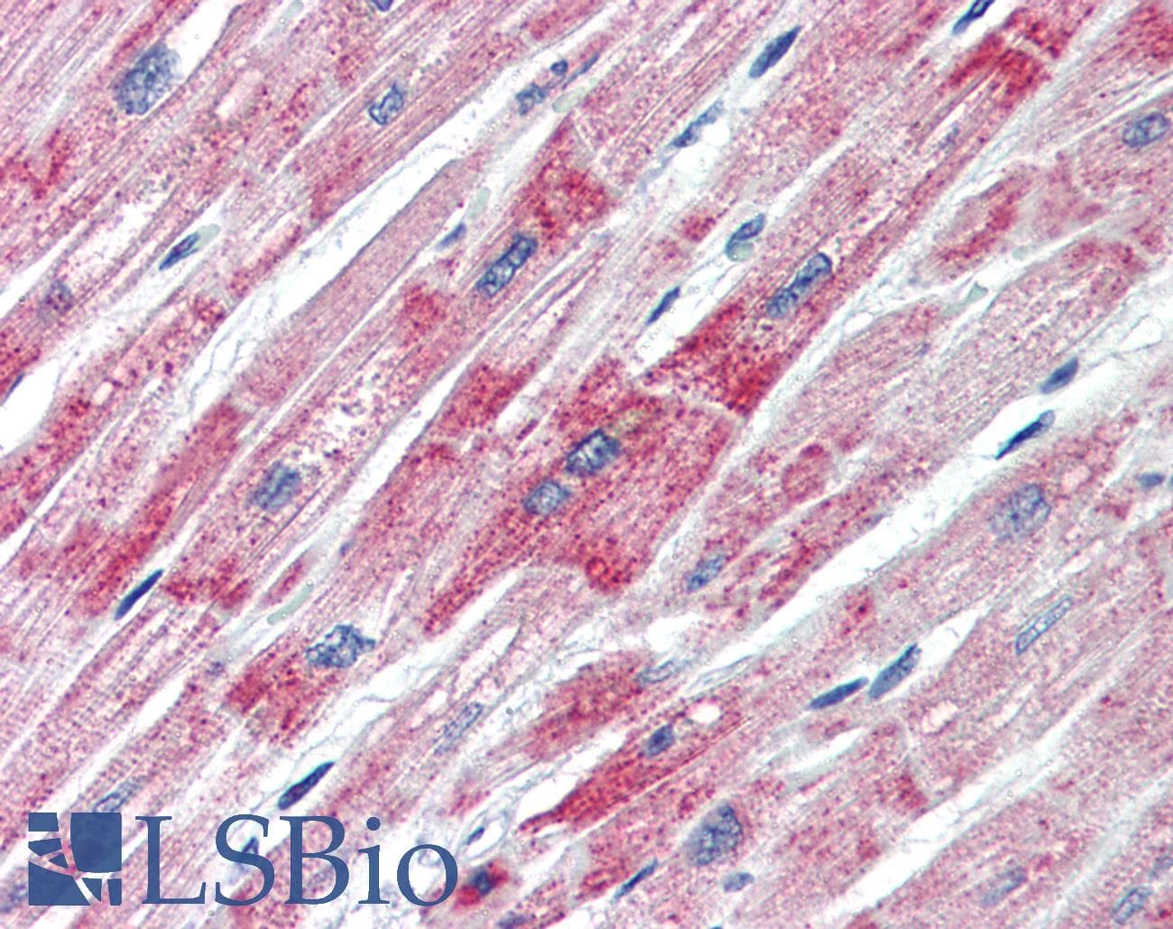 D-Binding Protein / DBP Antibody (aa164-213)