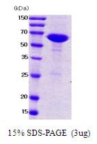 E. coli nusA Protein (Recombinant)