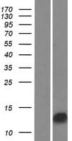 Human GAGE13 Protein (Over-Expression Lysate Myc-DDK (Flag))