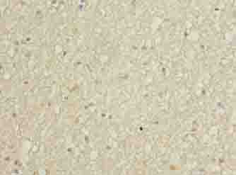 GNG11 Antibody