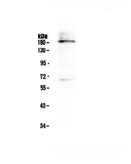 DNMT / DNMT1 Antibody
