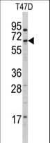 Polyclonal Rabbit anti-Human CYP4X1 Antibody (aa157-183, IHC, WB)